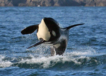 An Orca chasing its dinner