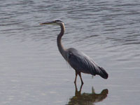 A great blue Heron searching for food