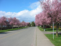 Beautiful street walk in Spring