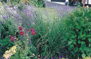 More garden views